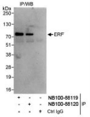 Immunoprecipitation: ERF Antibody [NB100-88120]