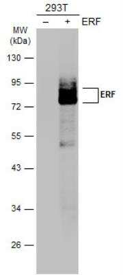 Western Blot: ERF Antibody [NBP2-16366]