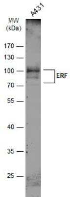 Western Blot: ERF Antibody [NBP2-16366]