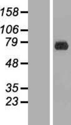 Western Blot: ERF Overexpression Lysate [NBL1-10326]