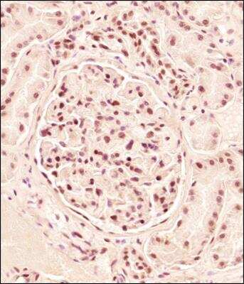Immunohistochemistry-Paraffin: ERG Antibody - BSA Free [NBP2-60655]