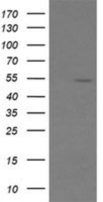 Western Blot: ERG Antibody (OTI4H7)Azide and BSA Free [NBP2-70686]