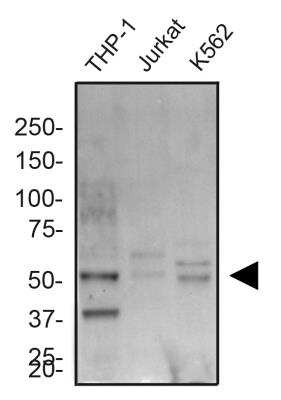 Western Blot: ERG AntibodyBSA Free [NBP2-60655]