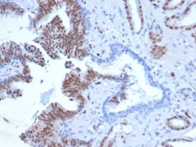 Immunohistochemistry-Paraffin: ERG Antibody (rERG/6843) [NBP3-13875]