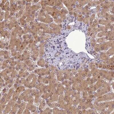 Immunohistochemistry-Paraffin: ERG28 Antibody [NBP1-87944]