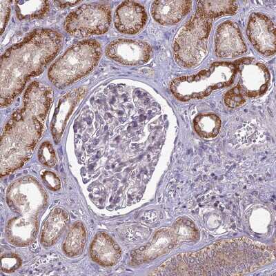 Immunohistochemistry-Paraffin: ERG28 Antibody [NBP1-87944]