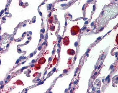 Immunohistochemistry-Paraffin: ERG28 Antibody [NBP3-14313]