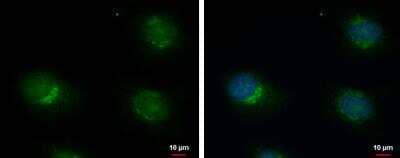 Immunocytochemistry/ Immunofluorescence: ERGI3 Antibody [NBP2-16367]