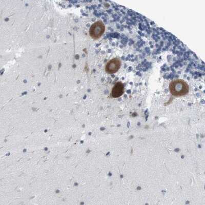 Immunohistochemistry-Paraffin: ERGI3 Antibody [NBP1-89882]