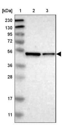 Western Blot: ERGI3 Antibody [NBP1-89882]