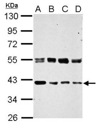 Western Blot: ERGI3 Antibody [NBP2-16367]