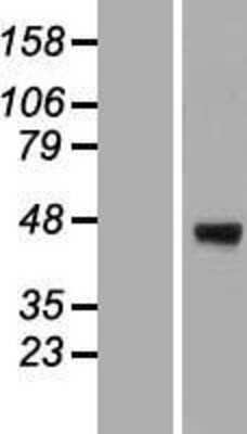 Western Blot: ERGI3 Overexpression Lysate [NBP2-04731]