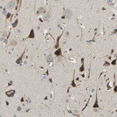 Immunohistochemistry-Paraffin: ERGIC1 Antibody [NBP1-83962]
