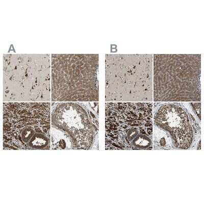 Immunohistochemistry-Paraffin: ERGIC1 Antibody [NBP1-83962]