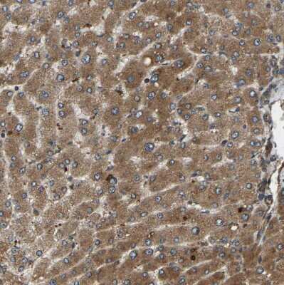 Immunohistochemistry-Paraffin: ERGIC1 Antibody [NBP1-83962]
