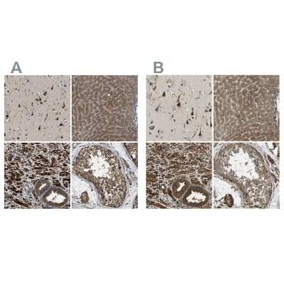 Immunohistochemistry-Paraffin: ERGIC1 Antibody [NBP1-83963]