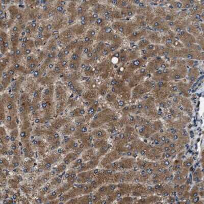 Immunohistochemistry-Paraffin: ERGIC1 Antibody [NBP1-83963]