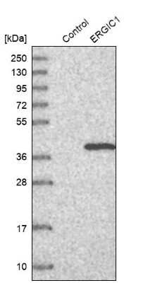 Western Blot: ERGIC1 Antibody [NBP1-83962]