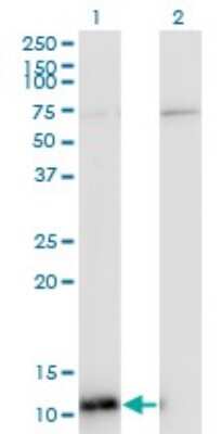 Western Blot: ERH Antibody (4A10) [H00002079-M14]