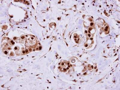 Immunohistochemistry-Paraffin: ERH Antibody [NBP1-32198]