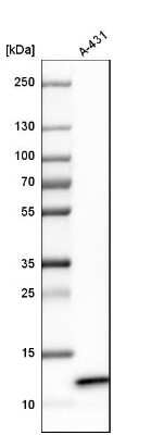 Western Blot: ERH Antibody [NBP1-84976]
