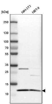 Western Blot: ERH Antibody [NBP1-84976]