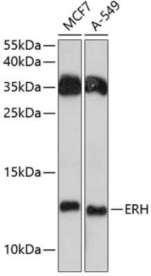 Western Blot: ERH AntibodyAzide and BSA Free [NBP3-04401]