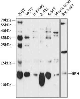 Western Blot: ERH AntibodyAzide and BSA Free [NBP3-04402]