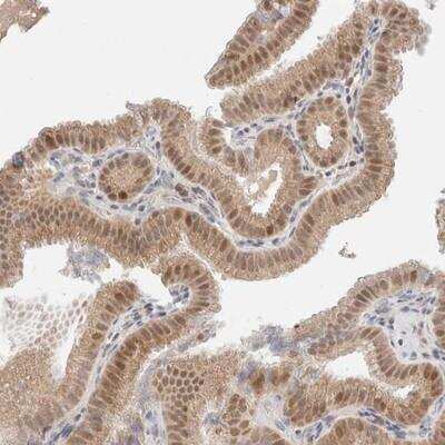 Immunohistochemistry-Paraffin: ERI3 Antibody [NBP1-82099]