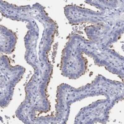 Immunohistochemistry-Paraffin: ERICH3 Antibody [NBP3-17584]