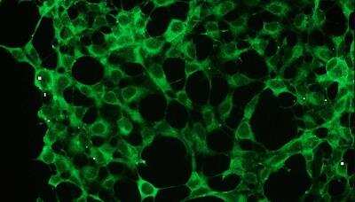 Immunocytochemistry/ Immunofluorescence: ERK1/2 Antibody (B20-U) [NBP1-30128]