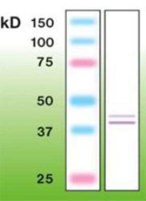 Western Blot: ERK1/2 Antibody (B20-U) [NBP1-30128]