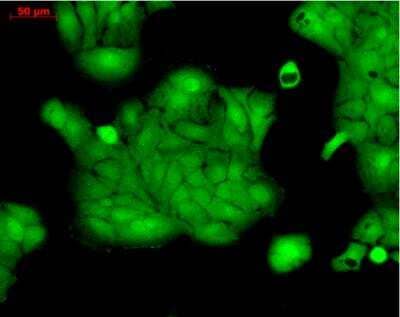 Immunocytochemistry/ Immunofluorescence: ERK1/2 Antibody [NB110-96887]
