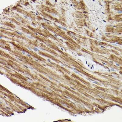 Immunohistochemistry-Paraffin: ERK1/2 Antibody - Azide and BSA Free [NBP3-05652]