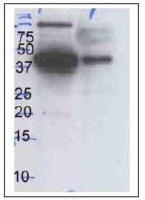 Western Blot: ERK1/2 Antibody (SB46b)Azide and BSA Free [NBP1-28627]