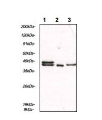 Western Blot: ERK1/2 Antibody (SB46b)Azide and BSA Free [NBP1-28627]