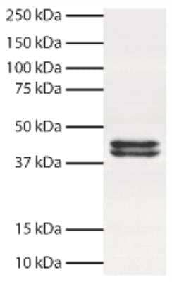 Western Blot: ERK1/2 Antibody (SB46b)Azide and BSA Free [NBP1-28627]