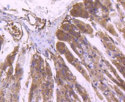 Immunohistochemistry-Paraffin: ERK1/2 Antibody (SP05-09) [NBP2-67373]