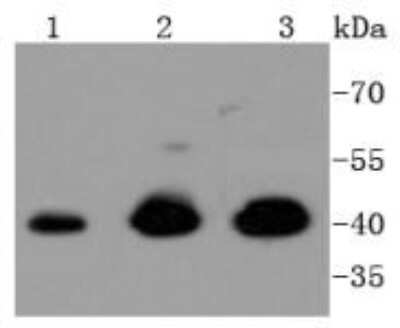 Western Blot: ERK1/2 Antibody (SP05-09) [NBP2-67373]