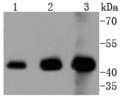 Western Blot: ERK1/2 Antibody (SP05-09) [NBP2-67378]