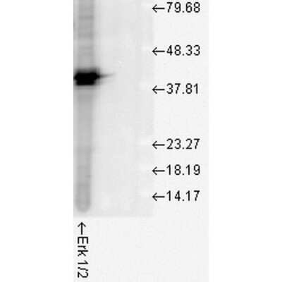 Western Blot: ERK1/2 Antibody [NB110-96887]