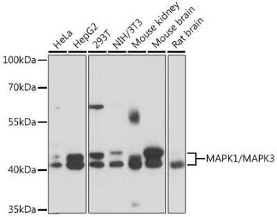 Western Blot: ERK1/2 AntibodyAzide and BSA Free [NBP3-05645]