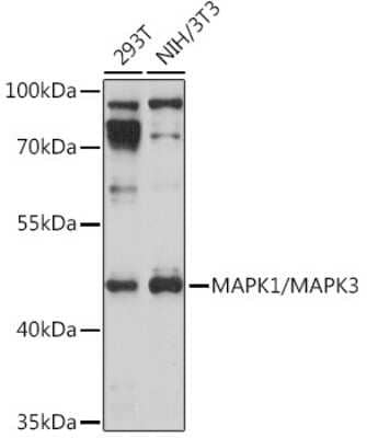 Western Blot: ERK1/2 AntibodyAzide and BSA Free [NBP3-05652]