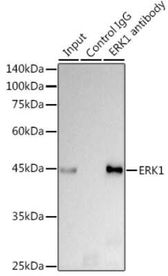 Immunoprecipitation: ERK1 Antibody (0B0C1) [NBP3-15776]