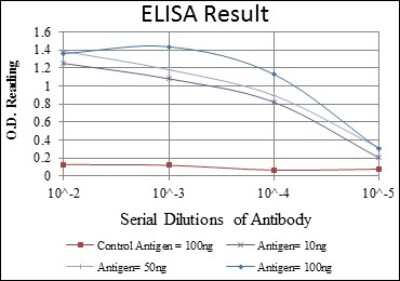 ELISA: ERK1 Antibody (1E5) - BSA Free [NBP2-22203]