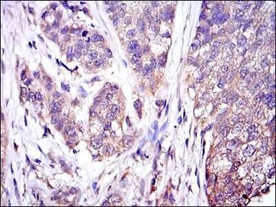 Immunohistochemistry-Paraffin: ERK1 Antibody (1E5) - BSA Free [NBP2-22203]