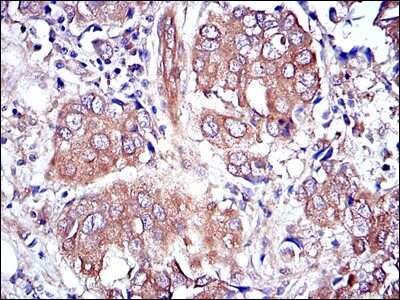 Immunohistochemistry-Paraffin: ERK1 Antibody (1E5) - BSA Free [NBP2-22203]