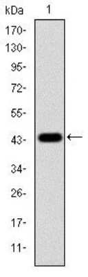 Western Blot: ERK1 Antibody (1E5)BSA Free [NBP2-22203]