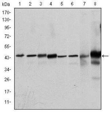 Western Blot: ERK1 Antibody (1E5)BSA Free [NBP2-22203]