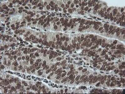 Immunohistochemistry: ERK1 Antibody (OTI4D7) - Azide and BSA Free [NBP2-71239]